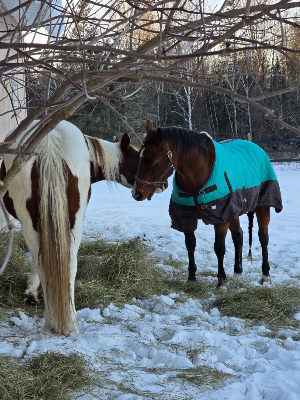 Two horses in a winter paddock