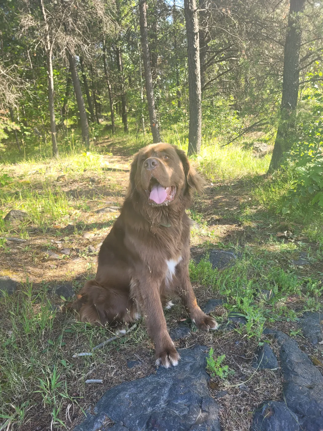 Brown dog sitting in the woods