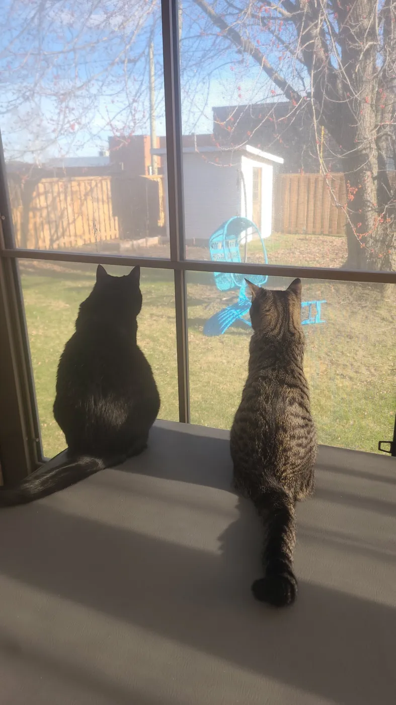 Two cats watching the garden from a window