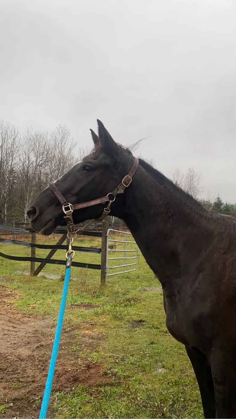 Black horse on a lead