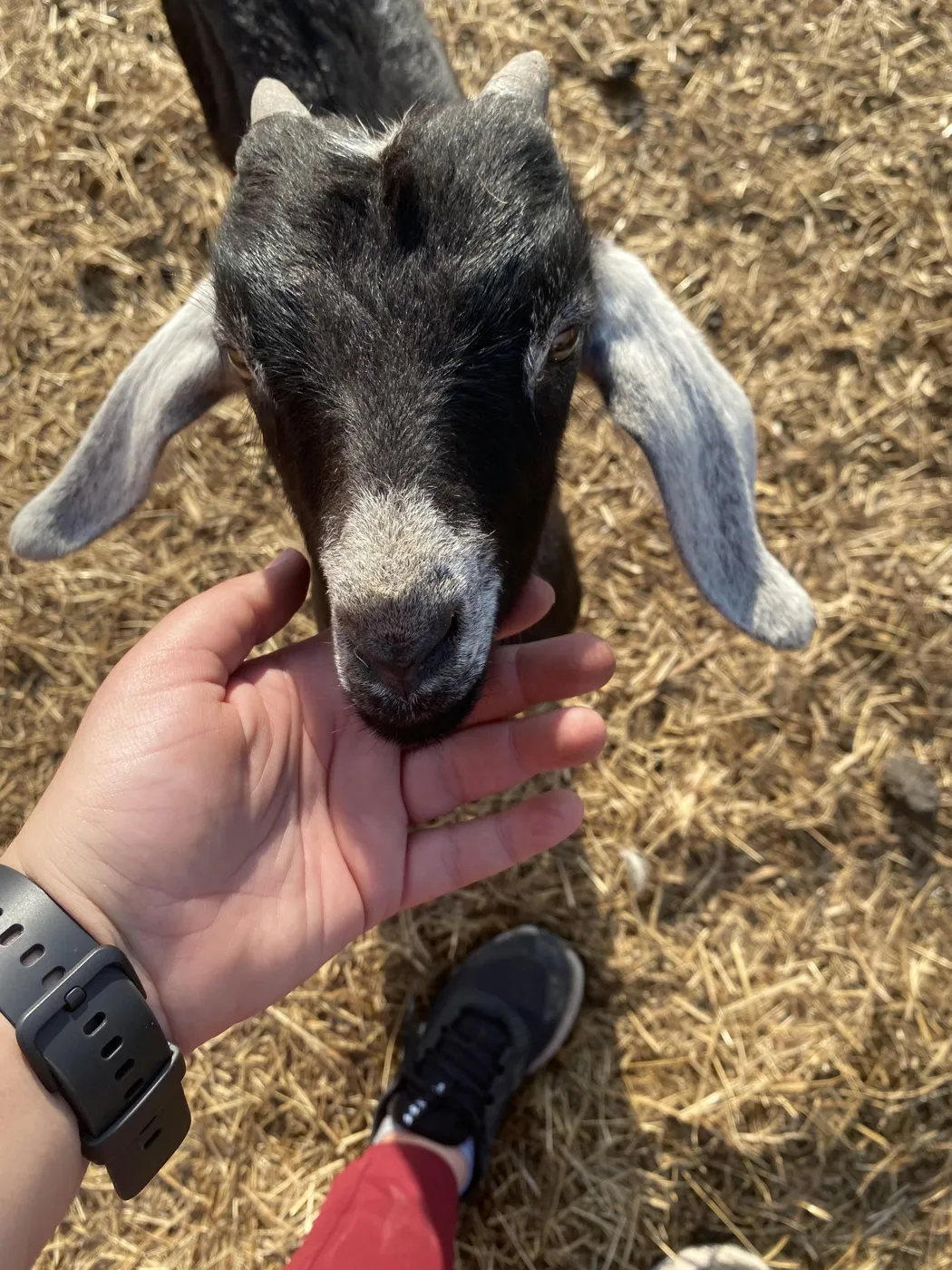 Young goat sniffing a hand