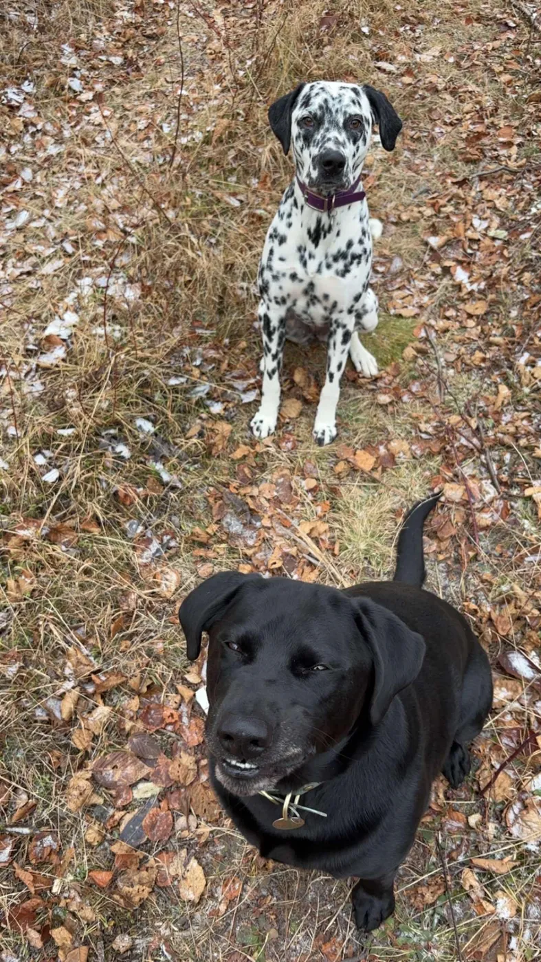 Dalmatian and black lab on a walk