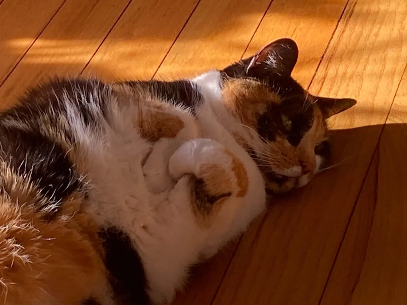 Calico cat sleeping in the sun